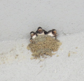 The swallow nest